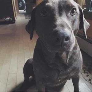 Meet your Posher, Shayla